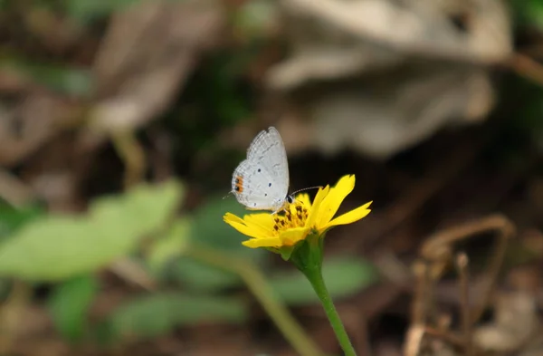 Krásný Pohled Gram Modrý Motýl Sbírající Nektar Žluté Klíšťata Květ — Stock fotografie