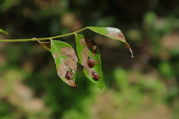 Nahaufnahme Eines Schädlings Infiziertes Curryblatt Blättchen Mit Curryblatt Schildkrötenkäfern — Stockfoto