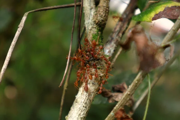 Close Número Formigas Fogo Capturando Uma Formiga Preta Caule — Fotografia de Stock