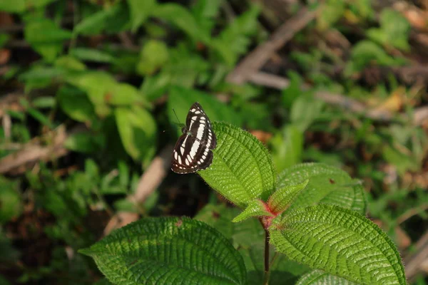 Běžný Sailer Motýl Odpočívající Vrcholu Listí Rostliny Miconia Crenata — Stock fotografie