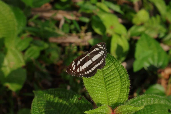 Detailní Roztažení Křídla Motýl Obecný Sailer Vrcholu Rostliny Miconia Crenata — Stock fotografie
