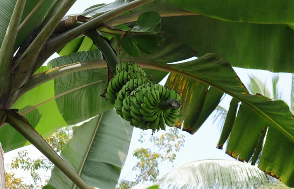 Sotto Vista Albero Banane Che Mostra Frutti Banana Immaturi Gambo — Foto Stock