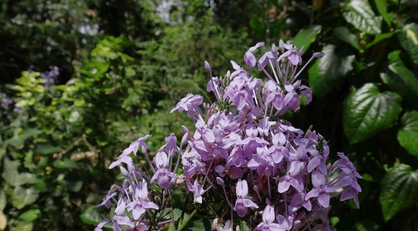 Close Large Purple Flower Cluster Ornamental House Plant — Stock fotografie