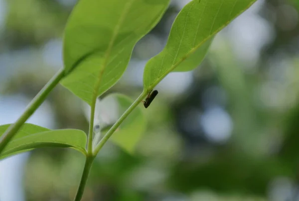 Een Piepklein Insect Onder Een Vijfbladig Kuis Vitex Negundo Plantenblad — Stockfoto