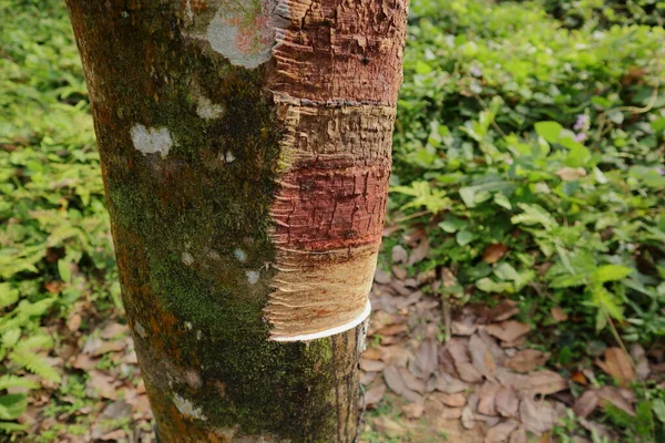 Primer Plano Una Sección Inicial Sobre Roscado Goma Vástago Goma — Foto de Stock