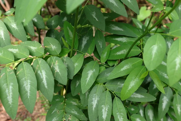 サウロプス アンドロギヌスまたは星のグーズベリーの植物の概要葉 — ストック写真