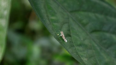 Yaprağın üstünde garip ve minicik bir güve. Bu güve Philodoria cinsine benziyor.