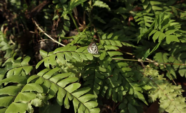 Ein Gemeiner Pierrot Schmetterling Ruht Auf Einem Farnblatt Sonnenlicht — Stockfoto