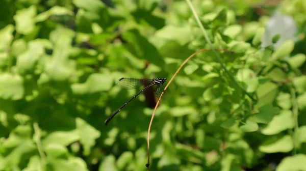 一只带着黑色尾巴和黄色带子的蜻蜓停在弯曲的葡萄干上 — 图库照片