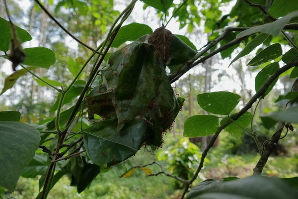 A large red ants nest made from lots of folded leaves of the few branches of a wild plant