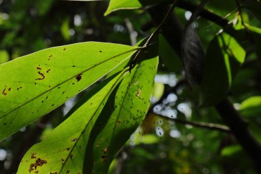 Yaprakların altında küçük böcek kolonisi bulunan bir Soursop bitkisinin (Annona muricata) yapraklarının düşük açılı görüntüsü