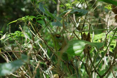 Küçük ağaç dalları arasında saklanan ve yerdeki bir şeye bakan sıradan bir yeşil orman kertenkelesi.