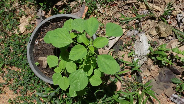 Vista Aérea Uma Planta Indiana Acalypha Vaso Acalypha Indica — Fotografia de Stock