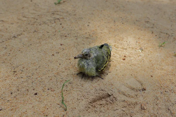 一只病成孤儿的小鸟坐在沙地上 — 图库照片