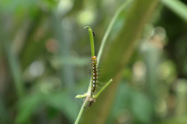 Una Oruga Cabeza Naranja Camina Sobre Tallo Vid Otro Lado — Foto de Stock