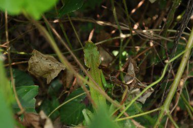 Yeşil bir orman kertenkelesinin (Calotes calotes) vahşi bir bitki üzerinde oturan genel sırt görüntüsü