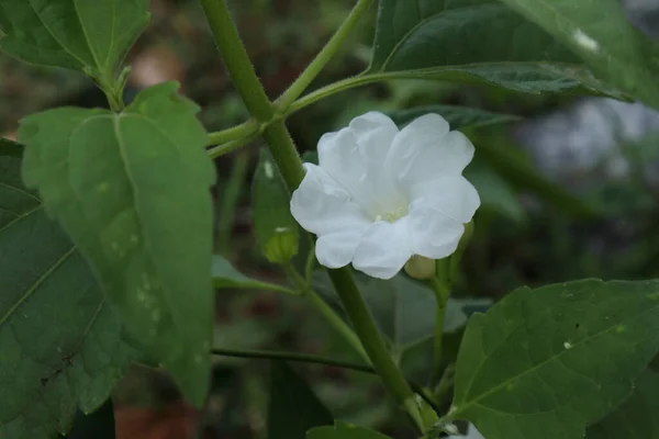 Close White Funnel Shape Wild Vine Flower Host Chromolaena Odorata — Stock Photo, Image