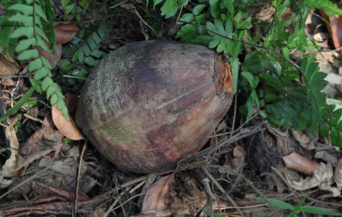 Çimenlerin üzerinde kahverengi renkli olgun bir kral hindistan cevizi meyvesi (Cocos nucifera)