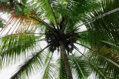 Güneşli bir günde bir Hindistan Cevizi (Cocos nucifera) ağacının altında