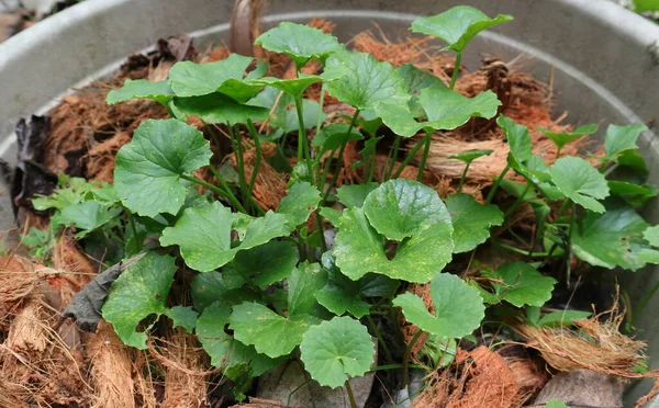 Zijaanzicht Van Centella Asiatica Plant Een Kunststof Pot Met Kokosnootdoppen — Stockfoto