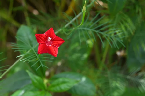 Zbliżenie Czerwonego Kwiatu Trąbki Cyprysowej Winorośli Ipomoea Quamoclit — Zdjęcie stockowe