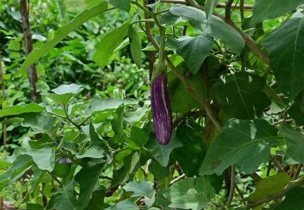 Una Berenjena Púrpura Larga Cuelga Una Rama Berenjena Jardín — Foto de Stock