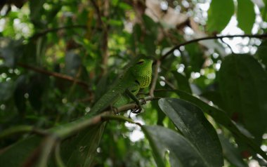 Yeşil orman kertenkelesinin kafasının alçak açılı görüntüsü, kertenkele yapraklı bir tarçın sapının tepesinde.