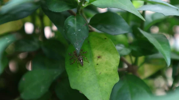 Маленький Павук Листі Павук Йде Від Центру Листа — стокове фото