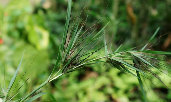 Primo Piano Grappolo Semi Heteropogon Contortus Una Pianta Ayurvedica — Foto Stock