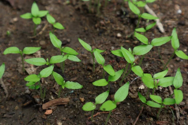 Kleine Chilisprossen Mit Nur Zwei Blättern Keimen Der Dunklen Erde — Stockfoto