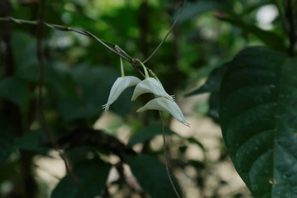 Beyaz Renkli Vahşi Orkide Tomurcukları Kökünden Yere Eğilmiş Çiçek Açmaya — Stok fotoğraf