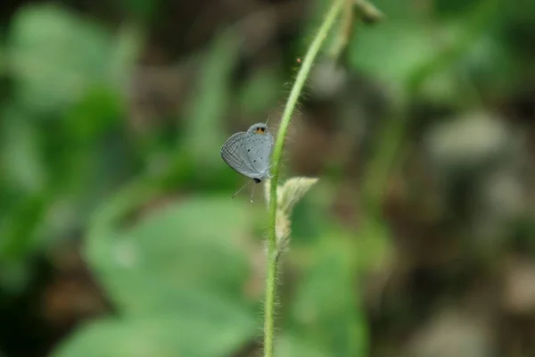 Een Gram Blauwe Vlinder Euchrysops Cnejus Naar Beneden Kijkend Terwijl — Stockfoto