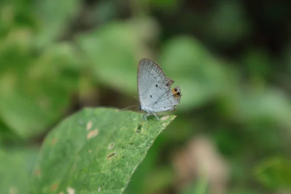 Seitenansicht Eines Gramm Blauen Schmetterlings Euchrysops Cnejus Auf Einer Wildblattspitze — Stockfoto