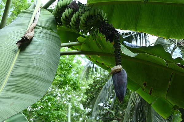 Geriye kalan dişi çiçekler ve muz çiçekleri ile birlikte uzun ve eski bir muz şişkinliği.