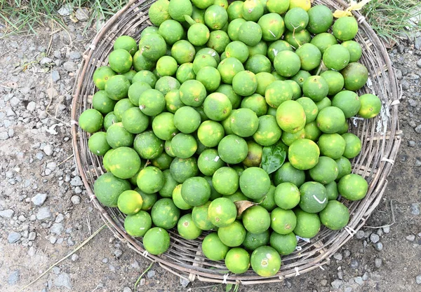 Widok Góry Kosz Pełen Owoców Pomarańczy Citrus Sinensis Ziemi — Zdjęcie stockowe