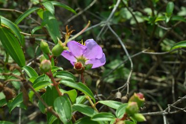 Mor bir çiçek. Tohum kapsüllü sekiz stamen Osbeckia çiçeği. Arkadan yaprakların ve dalların arasından güzel bir manzara.