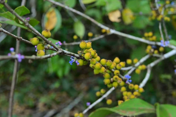 Tiny Purple Flower Cluster Small Ripen Fruit Cluster Stem Wild — стоковое фото
