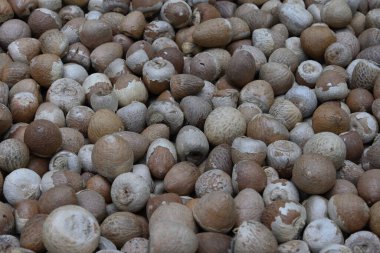 Kuru ve soyulmuş Areca fındıkları veya betel fındıkları yan görünümü (Areca catechu)