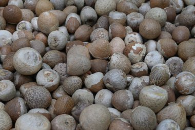 Soyulmuş Areca fındıkları veya betel fındıkları yan görünümü (Areca catechu)