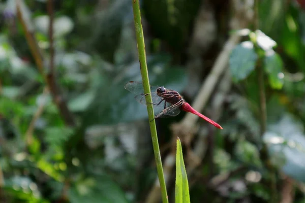 Male Crimson Tailed Marsh Hawk Dragonfly Holding Stem Direct Sunlight — Stock Photo, Image