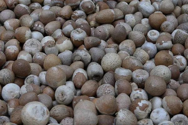 Kuru ve soyulmuş Areca fındıkları veya betel fındıkları yan görünümü (Areca catechu)