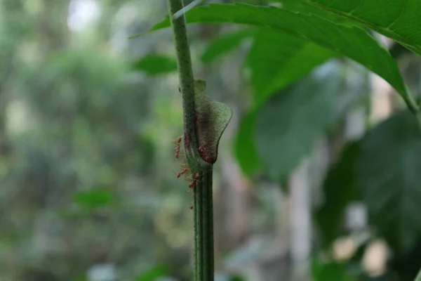 Red Weaver Ant Walking Pathway Stem Surface Wild Plant — Stockfoto