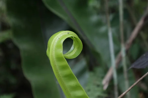 Curved Large Bird Nest Fern Leaf Asplenium Nidus Releasing Spiral — Stock Fotó