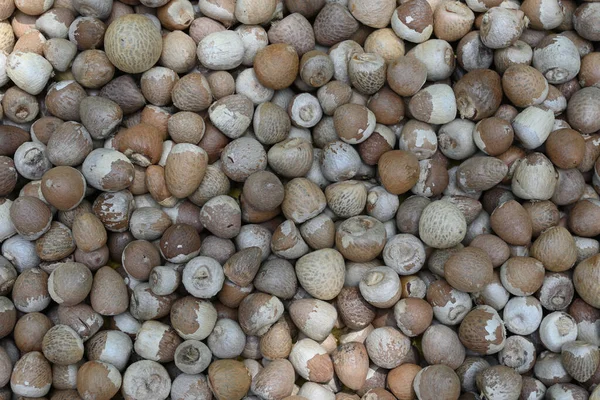 Bir yığın Areca fındığı veya betel fındığı (Areca catechu)