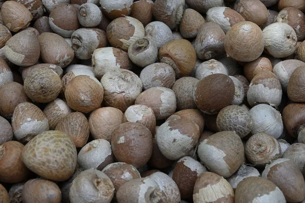 Areca fındığı veya betel fındığı (Areca catechu)