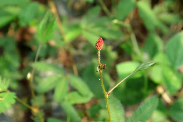 Redo Att Blomma Rödaktigt Blomhuvud Känslig Växt Mimosa Pudica Linn — Stockfoto