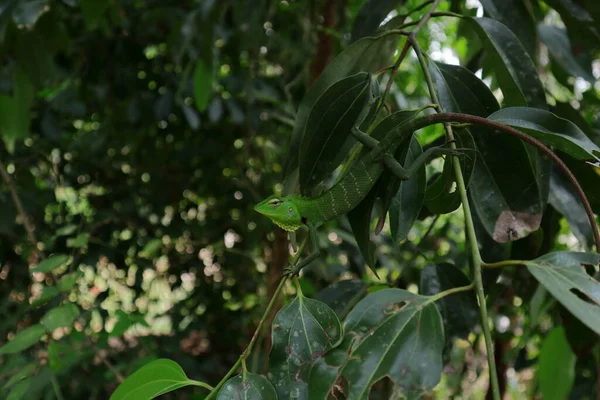 Egy Hím Zöld Erdei Gyík Calotes Calotes Egy Fahéjas Tetején — Stock Fotó