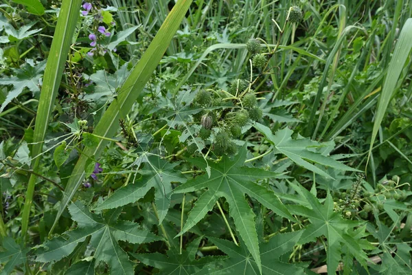 Ricinus Communis Plant Seed Capsules Leaves Urbanize Forested Area — стокове фото