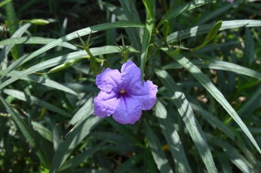 Süslü, mor renkli huni şeklindeki bir çiçeğe ve güneş ışığında birkaç yaprağa yaklaş.