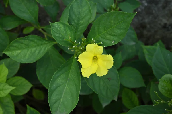 Vysoký Úhel Pohledu Rozkvetlou Žlutou Květinu Vrcholu Rostliny — Stock fotografie